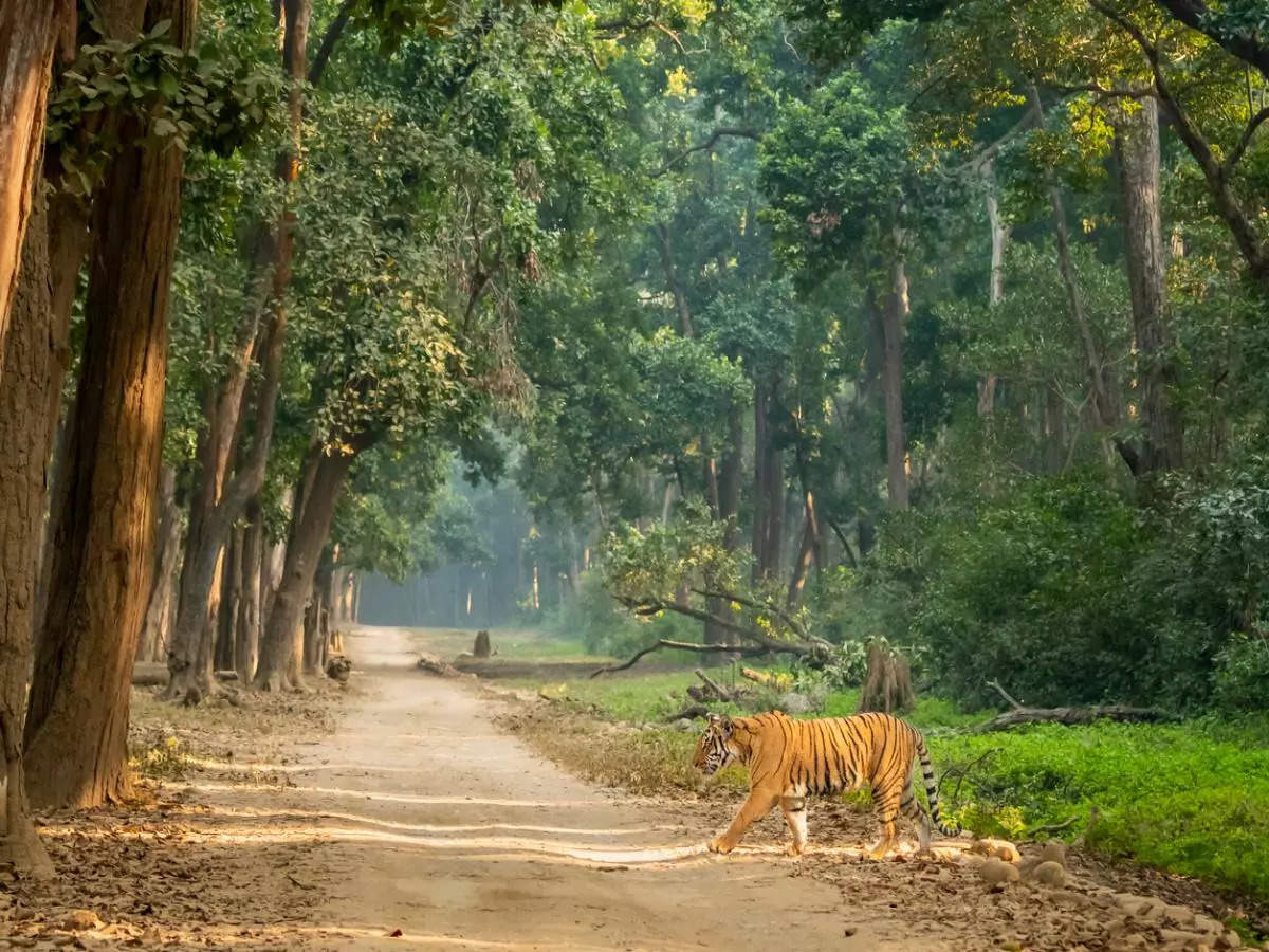 tiger in forest of jim corbett